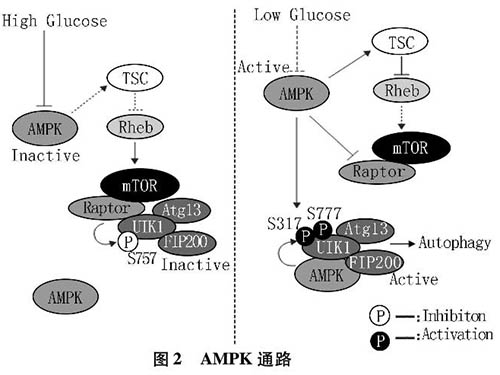 缺血缺氧狀態(tài)下細(xì)胞自噬相關(guān)分子機制的研究