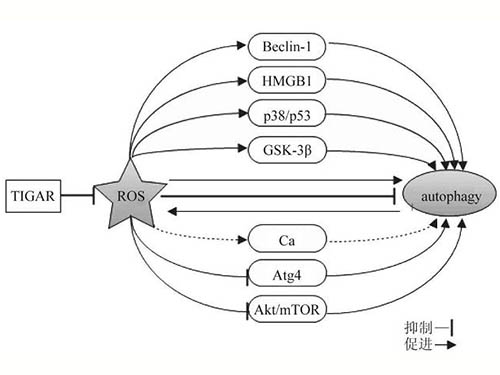 活性氧與自噬的研究進展