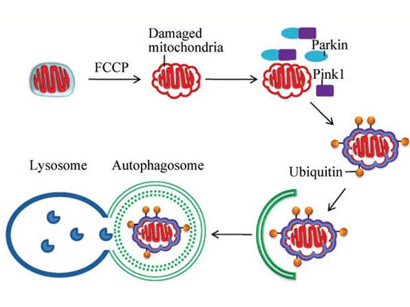 線粒體自噬的研究進展