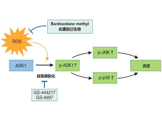 活性氧簇及其介導(dǎo)的自噬