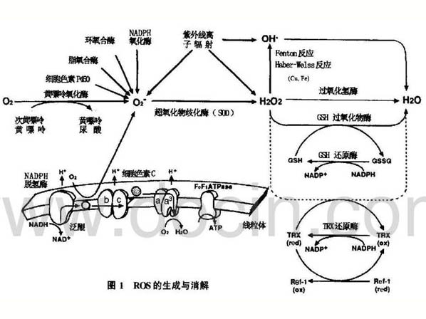 活性氧：從毒性分子到信號分子