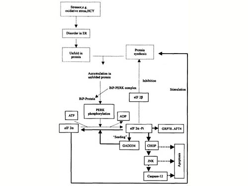 內(nèi)質(zhì)網(wǎng)應(yīng)激反應(yīng)分子機(jī)理研究進(jìn)展