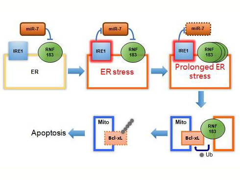 內(nèi)質(zhì)網(wǎng)應(yīng)激反應(yīng)的分子機(jī)制