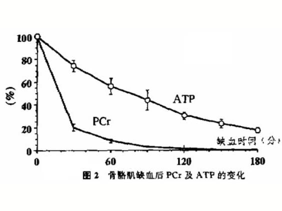 缺血對骨骼肌能量代謝的影響