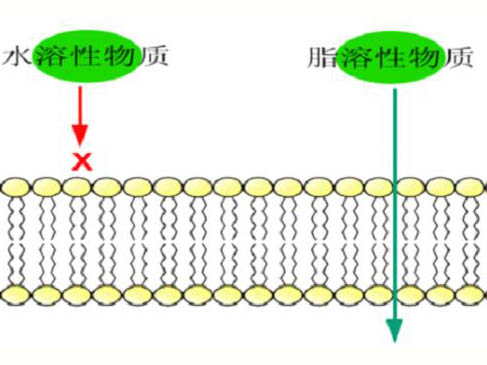 科學(xué)發(fā)展的歷程與細(xì)胞膜結(jié)構(gòu)的各種學(xué)說