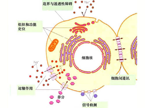 生物膜概述