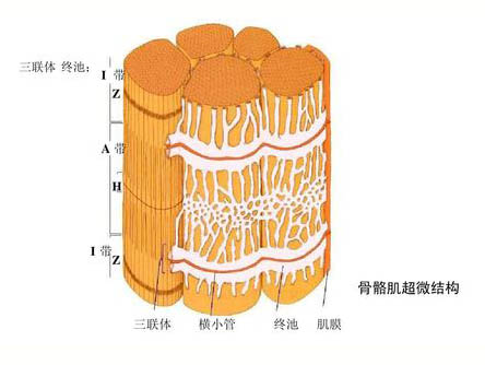 運(yùn)動對骨骼肌超微結(jié)構(gòu)的影響