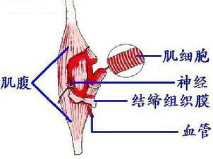 運(yùn)動與骨骼肌超微結(jié)構(gòu)變化