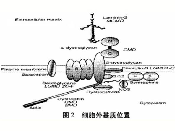 骨架蛋白、肌力與骨骼肌微損傷的關(guān)系研究