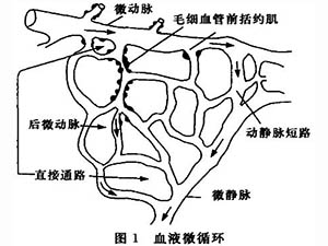 衰老與微循環(huán)學(xué)說(shuō)