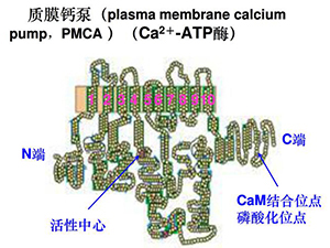 頸椎椎后肌肉組織Ca2+-ATP酶與頸椎