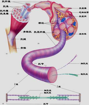 人體靜脈瓣與恒怡運(yùn)動促通血流機(jī)理